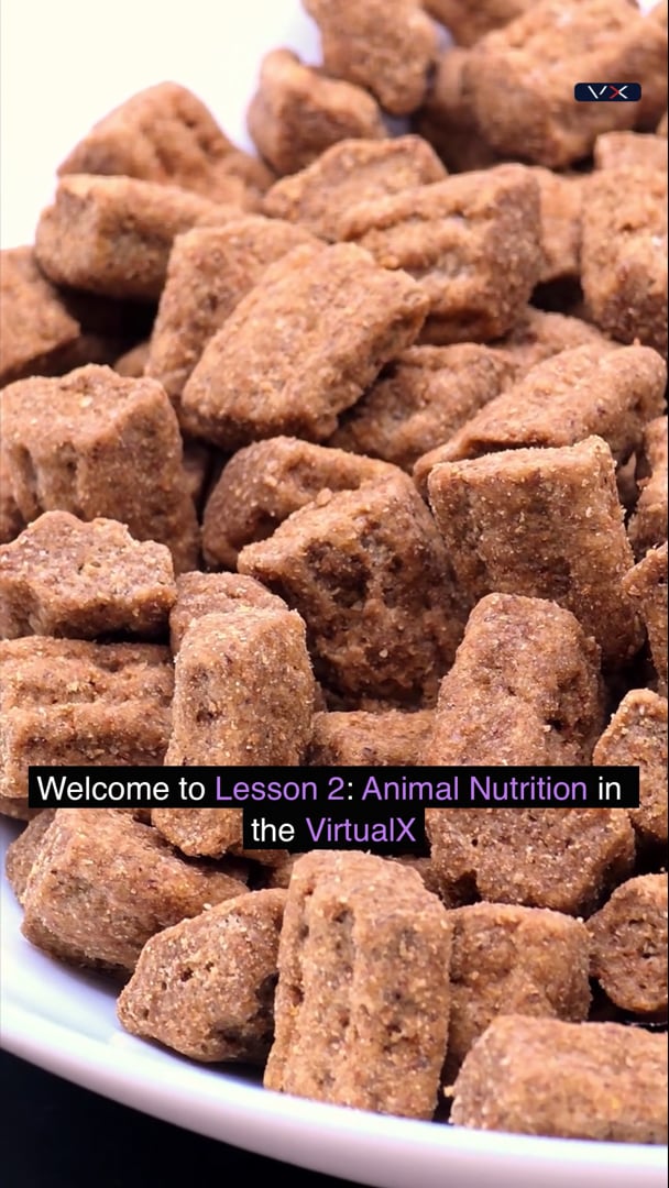 Opening frame from Animal_nutrition, Grade 11 Life Sciences